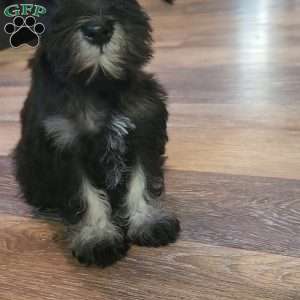 Princess Peach, Miniature Schnauzer Puppy